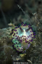 Nudibranch Janolus sp. 
 by Oksana Maksymova 